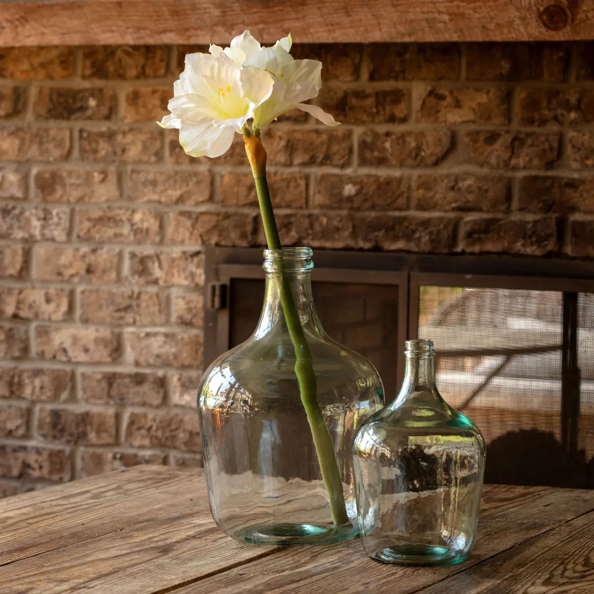 Petite Amaryllis White